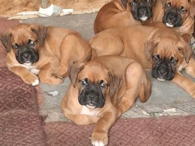 IKC Registered Boxer puppies for sale in Cork