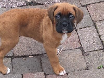 IKC Registered Boxer puppies for sale in Cork