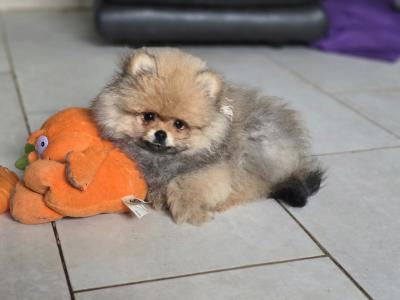 Exclusive Tiny Teddy Bear IKC Registered Pomeranian puppies in Tipperary