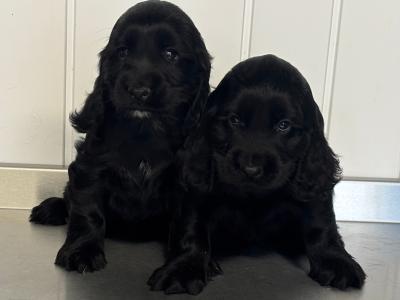 Cocker Spaniel puppies in Laois