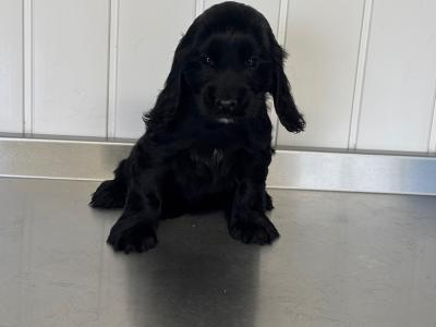 Cocker Spaniel puppies in Laois