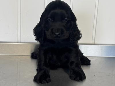 Cocker Spaniel puppies in Laois