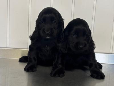 Cocker Spaniel puppies in Laois