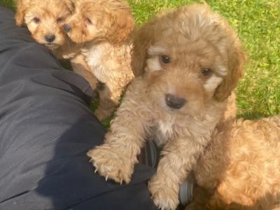 Beautiful Cockapoo puppies in Wexford