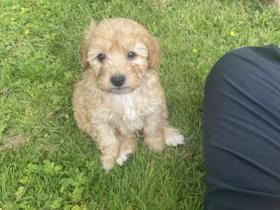 Beautiful Cockapoo puppies in Wexford