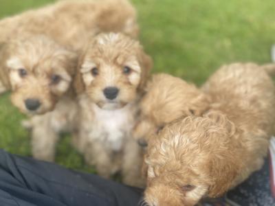Beautiful Cockapoo puppies in Wexford