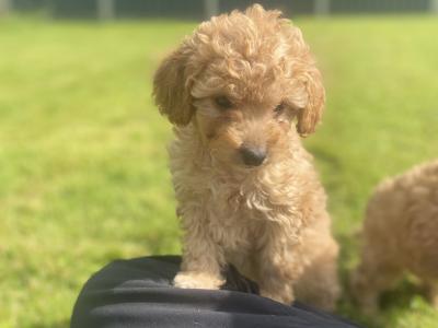 Beautiful Cockapoo puppies in Wexford