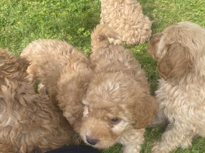 Beautiful Cockapoo puppies in Wexford