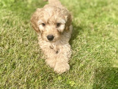 Beautiful Cockapoo puppies in Wexford