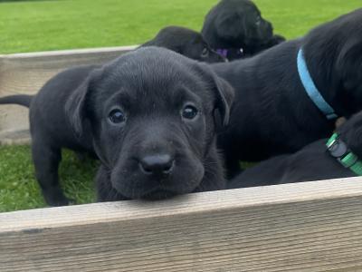 Black Labrador puppies in Offaly
