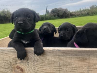 Black Labrador puppies in Offaly