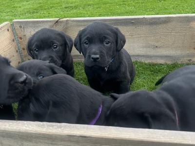 Black Labrador puppies in Offaly