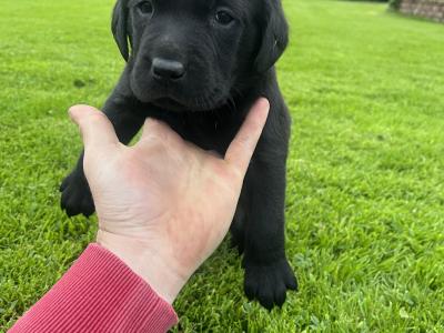 Black Labrador puppies in Offaly