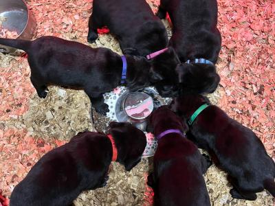 Black Labrador puppies in Offaly