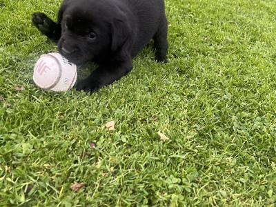 Black Labrador puppies in Offaly