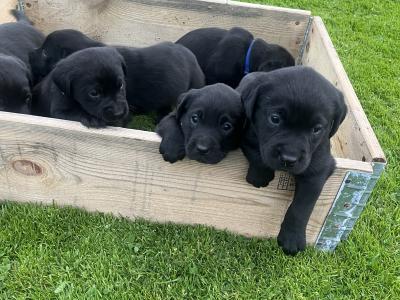 Black Labrador puppies in Offaly