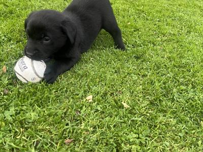 Black Labrador puppies in Offaly