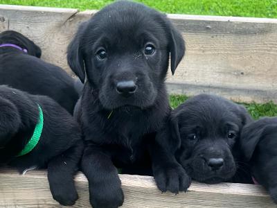 Black Labrador puppies in Offaly