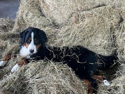 Stunning IKC Registered Bernese Mountain Dog puppies in Roscommon