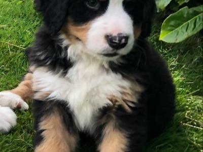 Stunning IKC Registered Bernese Mountain Dog puppies in Roscommon