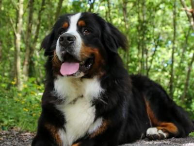 Stunning IKC Registered Bernese Mountain Dog puppies in Roscommon