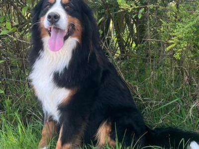 Stunning IKC Registered Bernese Mountain Dog puppies in Roscommon