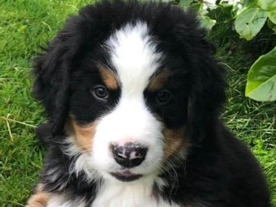 Stunning IKC Registered Bernese Mountain Dog puppies in Roscommon