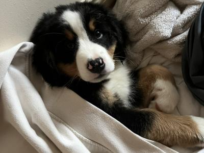 Stunning IKC Registered Bernese Mountain Dog puppies in Roscommon