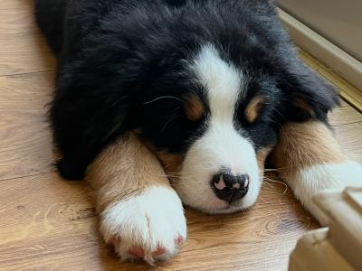 Stunning IKC Registered Bernese Mountain Dog puppies in Roscommon
