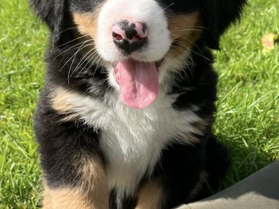 Stunning IKC Registered Bernese Mountain Dog puppies in Roscommon