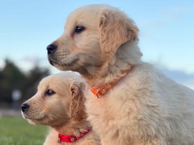 Beautiful Golden Retriever puppies in Mayo – ready Now 🐶
