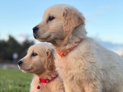 Beautiful Golden Retriever puppies in Mayo – ready Now 🐶