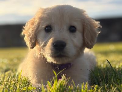 Beautiful Golden Retriever puppies in Mayo β ready Now πΆ