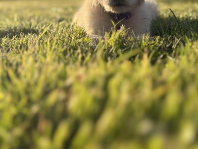 Beautiful Golden Retriever puppies in Mayo – ready Now 🐶