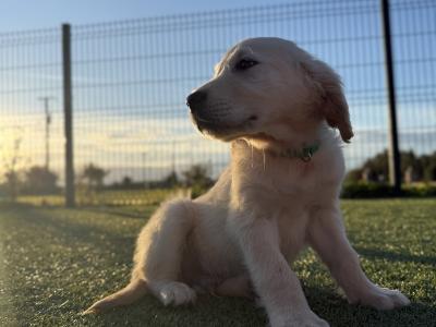 Beautiful Golden Retriever puppies in Mayo – ready Now 🐶
