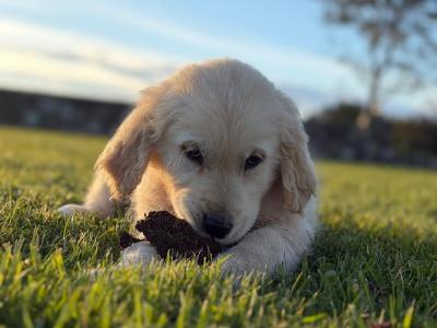 Beautiful Golden Retriever puppies in Mayo – ready Now 🐶