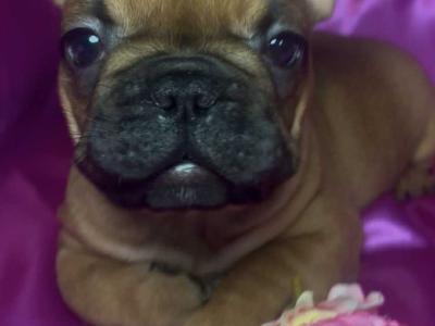 Top Quality IKC Registered French Bulldog puppies in Mayo