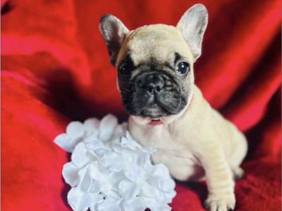 Top Quality IKC Registered French Bulldog puppies in Mayo