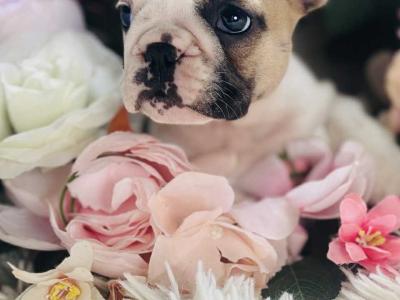 Top Quality IKC Registered French Bulldog puppies in Mayo