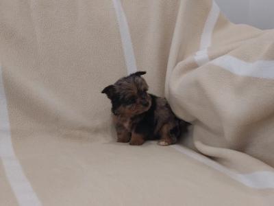 Female Blue, Merle, and black & tan, Yorkshire Terrier puppies in Limerick