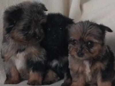 Female Blue, Merle, and black & tan, Yorkshire Terrier puppies in Limerick