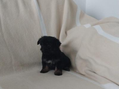 Female Blue, Merle, and black & tan, Yorkshire Terrier puppies in Limerick