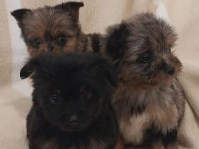 Female Blue, Merle, and black & tan, Yorkshire Terrier puppies in Limerick
