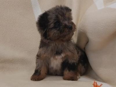 Female Blue, Merle, and black & tan, Yorkshire Terrier puppies in Limerick