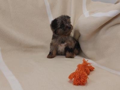 Female Blue, Merle, and black & tan, Yorkshire Terrier puppies in Limerick