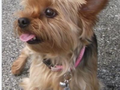 Female Blue, Merle, and black & tan, Yorkshire Terrier puppies in Limerick