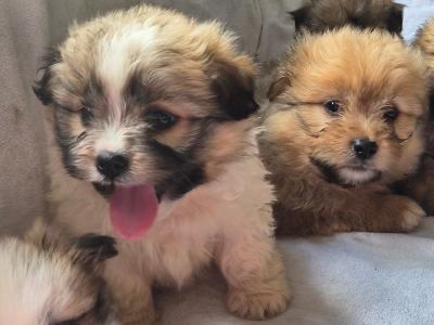 Shih Tzu x Pomeranian puppies in Clare