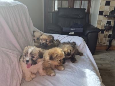 Shih Tzu x Pomeranian puppies in Clare