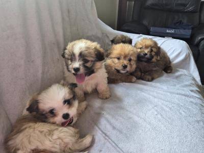 Shih Tzu x Pomeranian puppies in Clare