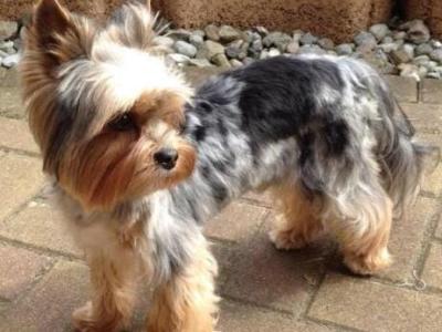 Female Blue, Merle, and black & tan, Yorkshire Terrier puppies in Limerick